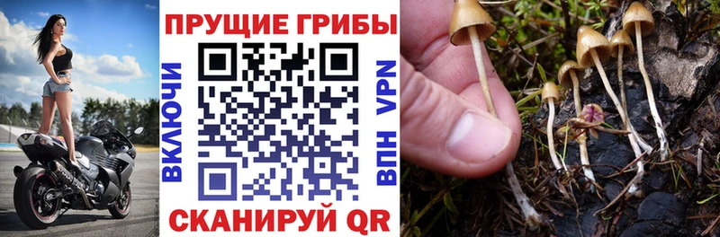 цена наркотик  ссылка на мегу как зайти  Псилоцибиновые грибы мухоморы  Ахтубинск 